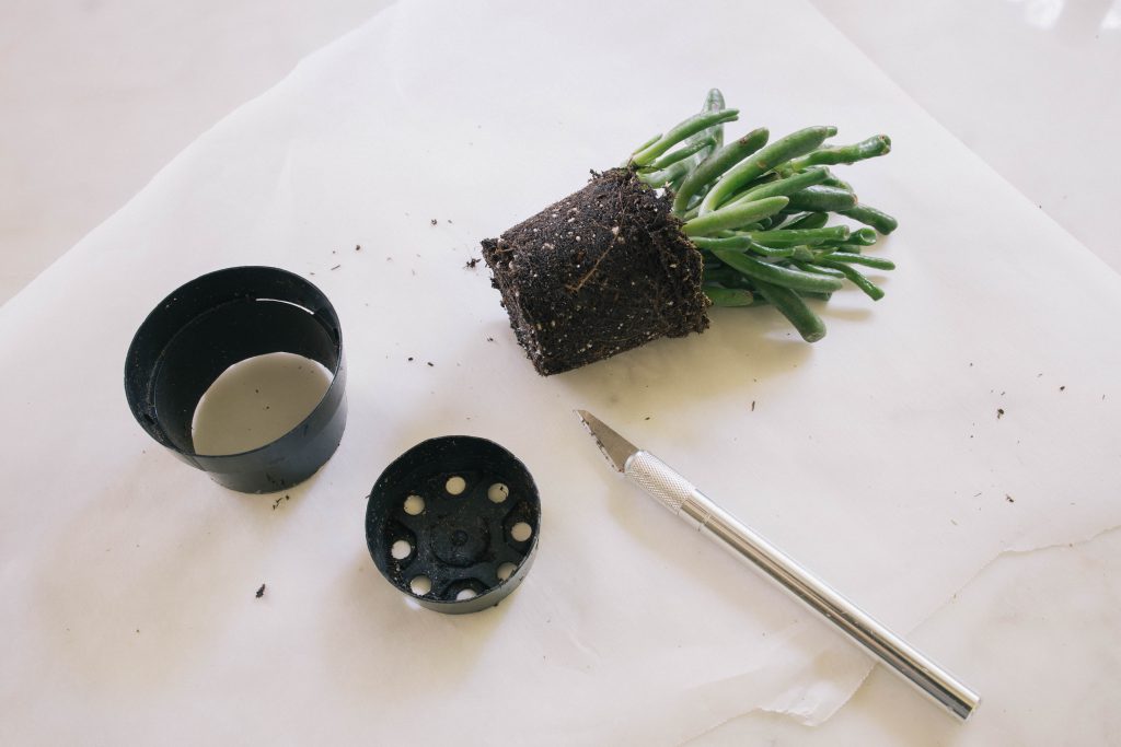 cutting a plant away from its plastic container