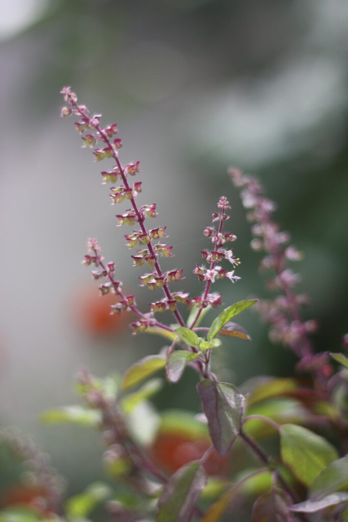 Holy Basil Adaptogen