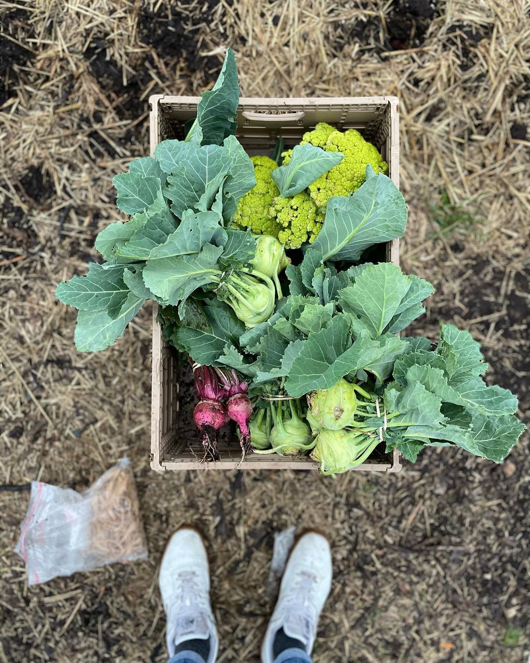 Box of fresh veggies